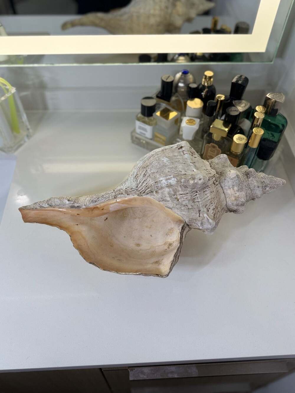 Giant XL Natural HORSE CONCH Seashell HUGE 16" x 8" Triplofusus Giganteus